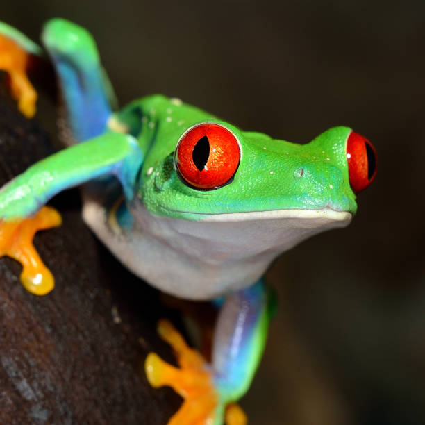 istock red-eye frog  Agalychnis callidryas in terrarium 1092627112