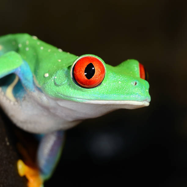 istock red-eye frog  Agalychnis callidryas in terrarium 1092627116