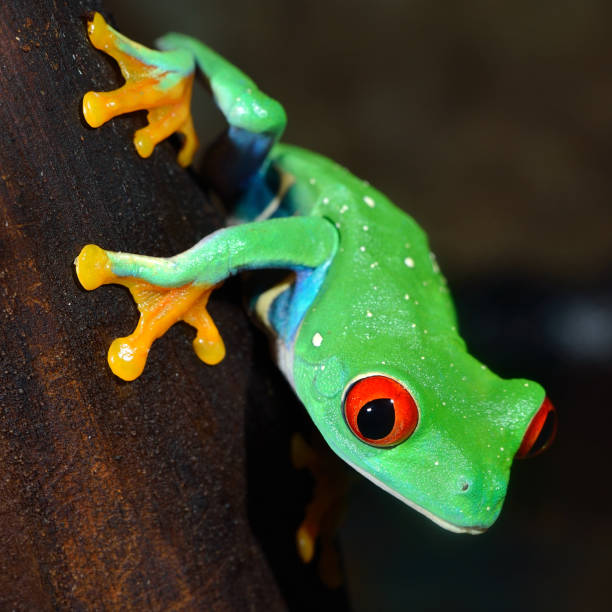 istock red-eye frog  Agalychnis callidryas in terrarium 1092627118