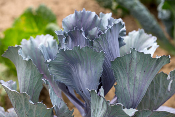 istock Close up of red cabbage head in garden 1092628574