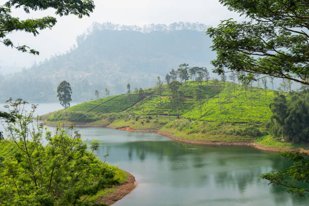 istock Panorama of tea plantation, Sri Lanka 1092630338