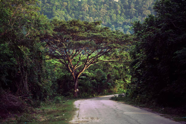 istock Beautiful, rural, empty dirt road between Trees. View where road leading trough the magic forest. 1092630606