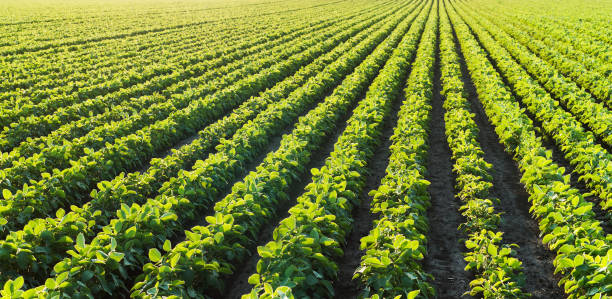 istock Soybean plantation at sunny day 1092630808