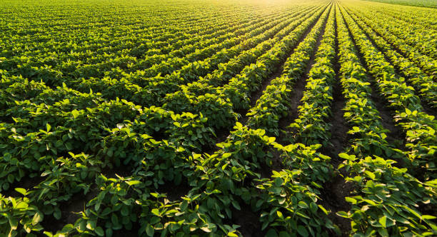 istock Soybean plantation at sunny day 1092630824