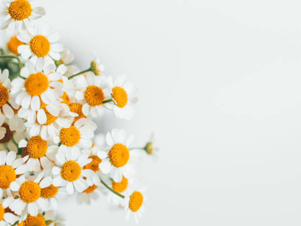 istock Little daisy flowers bouquet over white. Soft focus, top view, close-up composition. Copy space. 1092633864