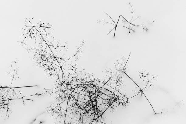 istock Dry flowers cowered with snow, winter 1092635476