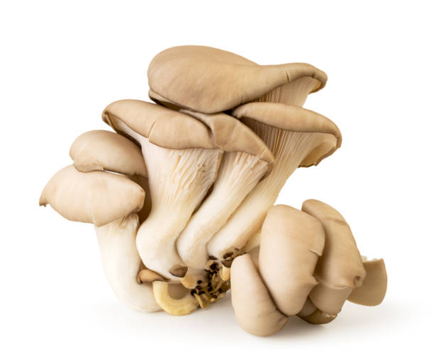istock Oyster mushroom closeup isolated on a white. 1092639368