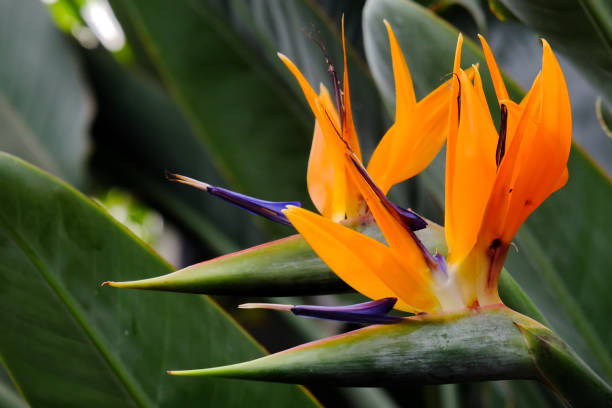 istock Birds of Paradise 1092642592