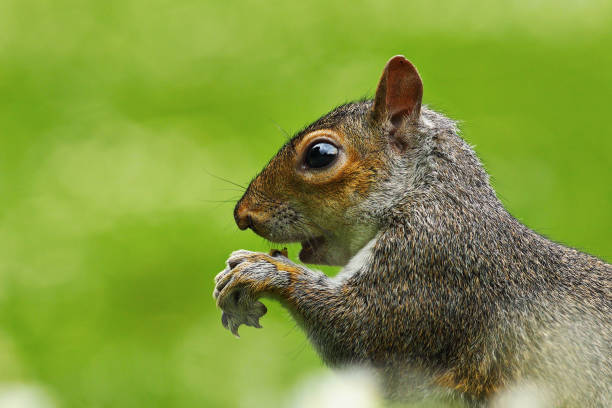 istock close up of hungry gray squirrel 1092642638