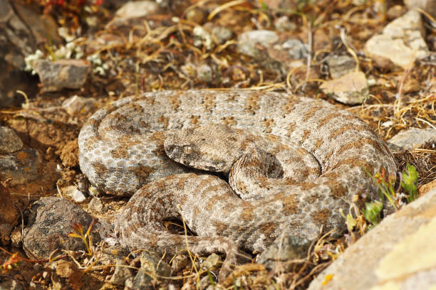 istock blunt nosed viper from Milos 1092642658