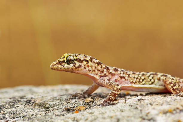 Free Stock Photo of Mediterranean Gecko Macro | Download Free Images ...