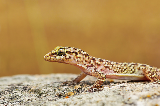 closeup of wild turkish gecko, or Mediterranean house gecko ( Hemidactylus turcicus )