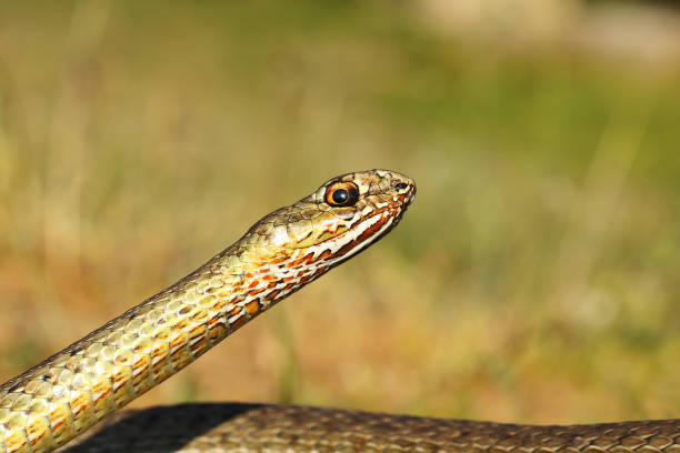 istock eastern montpellier snake portrait 1092642870