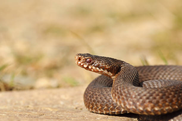 istock female common crossed adder close-up 1092642900