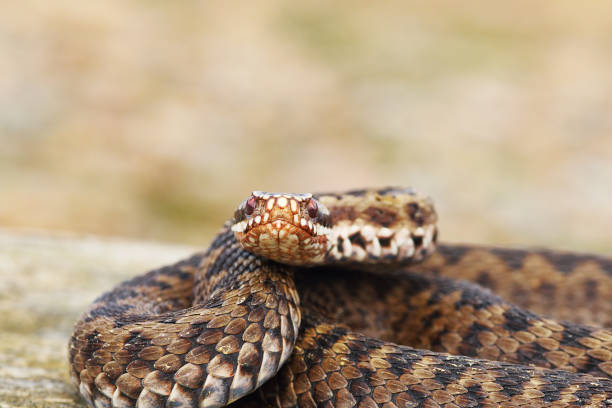 istock close uo of female common adder looking at the camera 1092642906