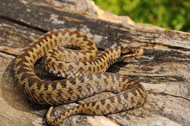 istock male common adder basking on wood 1092643102
