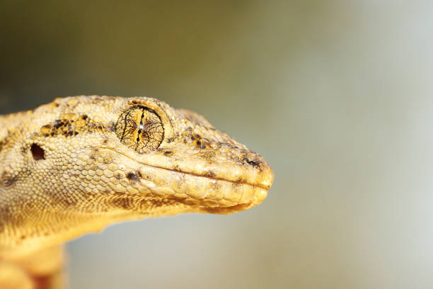 istock Mediodactylus kotschyi portrait 1092643272
