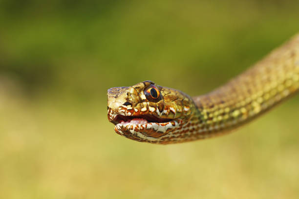 portrait of angry Malpolon insignitus portrait of angry Malpolon insignitus ( the eastern montpellier snake ) fanged stock pictures, royalty-free photos & images