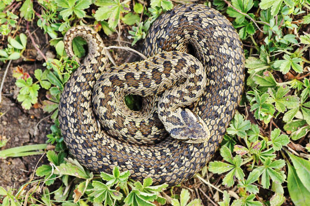 istock rare meadow viper in natural habitat 1092644758