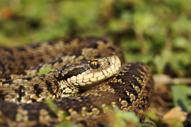 istock scarce meadow viper basking in natural habitat 1092644786