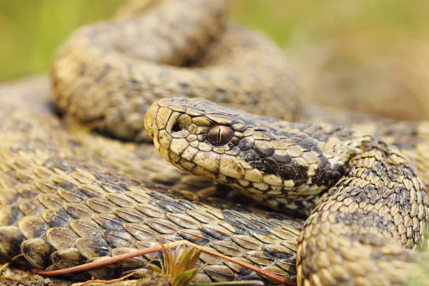 istock the rare meadow viper, closeup 1092644990