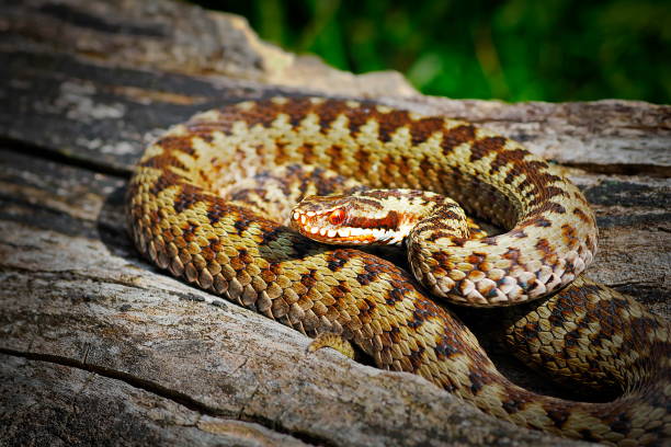istock common crossed viper basking in natural habitat 1092646738