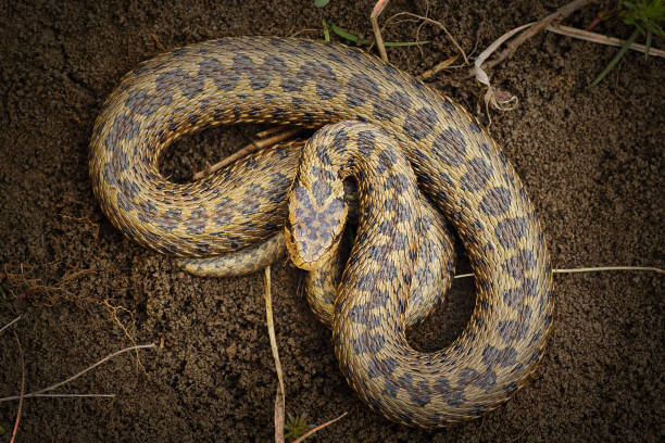 istock beautiful Vipera ursinii rakosiensis 1092646934