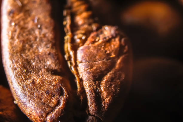 fresh roasted coffee beans