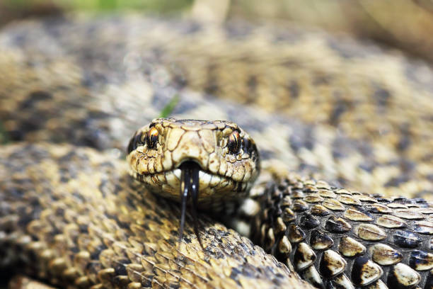 istock front view of rare meadow viper 1092647282
