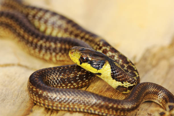 istock beautiful juvenile aesculapian snake in defensive position 1092649054