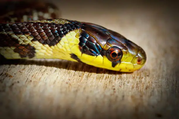 Photo of beautiful portrait of aesculapian snake