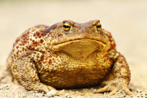 large Bufo bufo standing on the ground large Bufo bufo standing on the ground ( european common brown toad, female ) big frog stock pictures, royalty-free photos & images