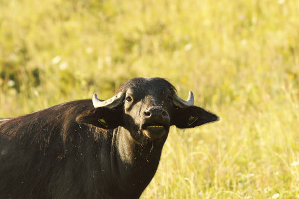 istock black indian buffalo portrait 1092649592