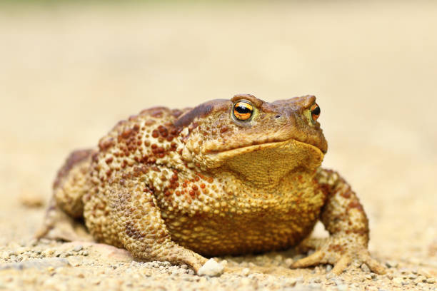 large female Bufo bufo large female Bufo bufo, common brown toad giant frog stock pictures, royalty-free photos & images