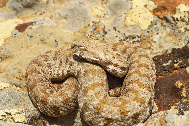 istock beautiful milos viper basking in natural environment 1092649814