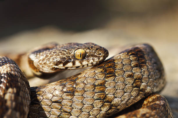 istock macro shot of juvenile cat snake 1092649930