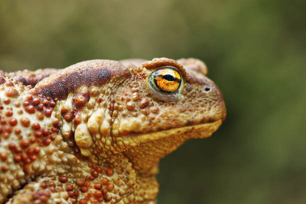portrait of large common brown toad portrait of large common brown toad, female ( Bufo bufo ) giant frog stock pictures, royalty-free photos & images
