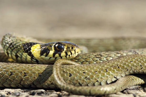 istock closeup of colorful Natrix natrix 1092650108