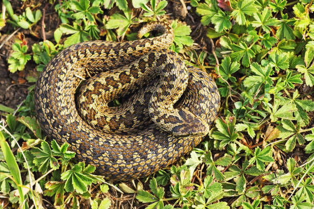 istock rare meadow viper from Transylvania 1092651356