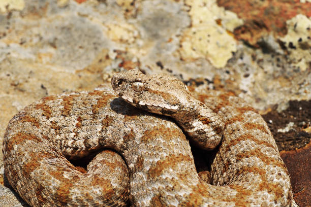 istock beautiful Milos viper closeup 1092651928