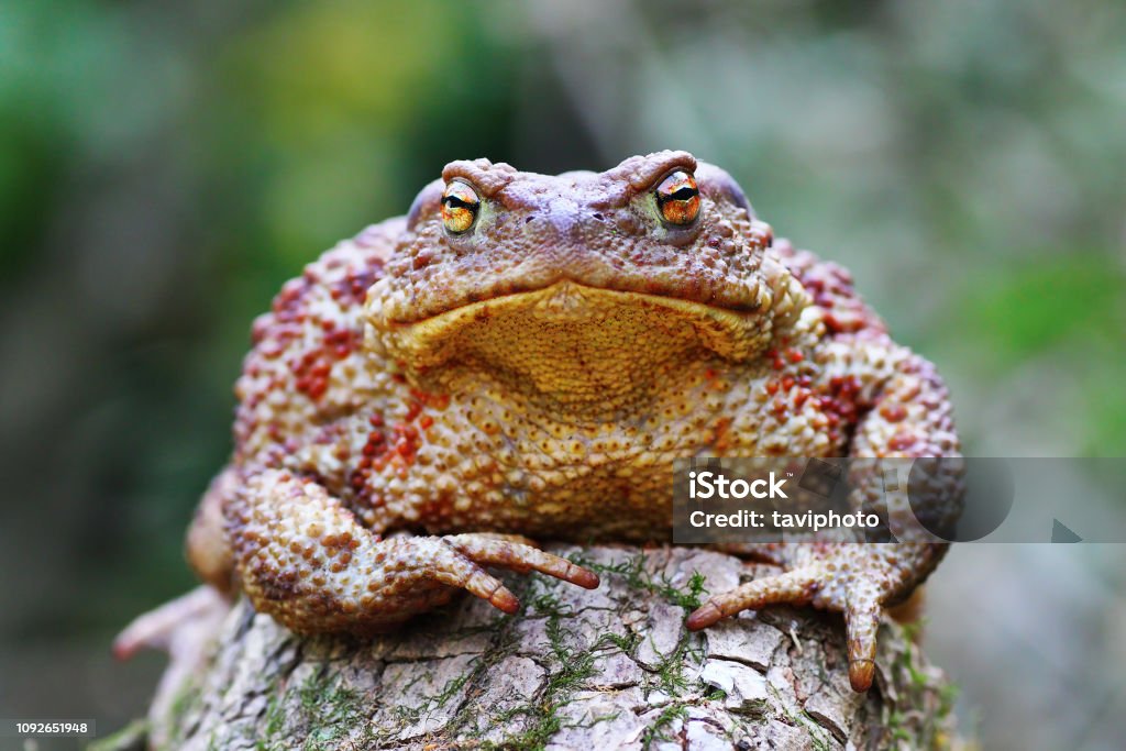 Toad Standing Rear Cute Common Brown Toad Standing On Stump Stock Photo - Download Image ...