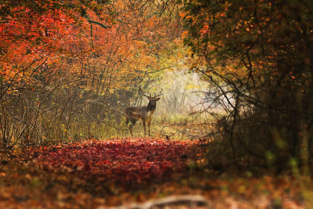 istock curious fallow deer buck looking towards the photographer 1092652052