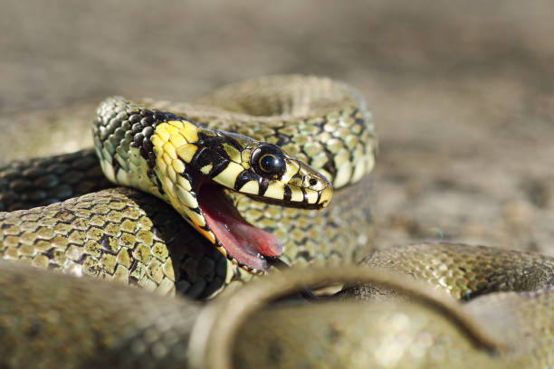 istock detail of grass snake with open mouth 1092652164