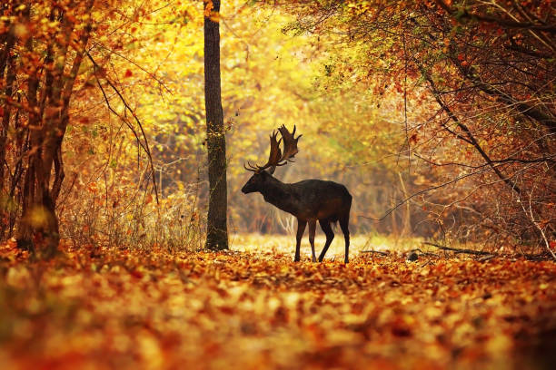 istock fallow deer stag passing rural road in colorful autumn forest 1092652300