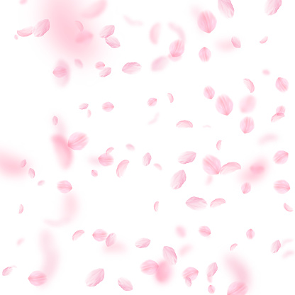 Sakura petals falling down. Romantic pink flowers falling rain. Flying petals on white square background. Love, romance concept. Modern wedding invitation.