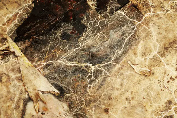 detail of Serpula lacrymans mycelium, the aggressive dry rot