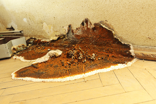 detail of dry rot fruiting body on parquet floor ( Serpula lacrymans ); this is the most damaging fungus attacking wooden elements in constructions