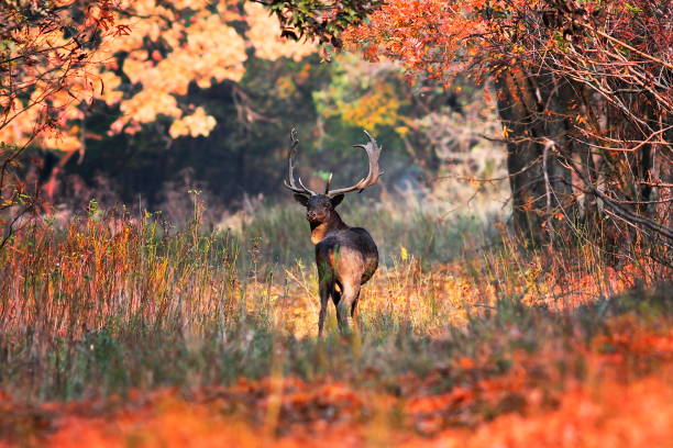 istock fallow deer buck in beautiful autumn setting 1092655046