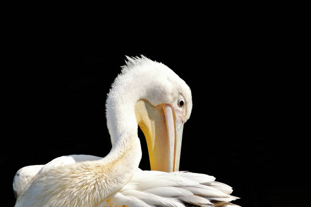 istock great pelican cleaning its feathers 1092655268