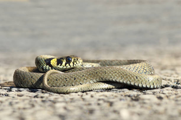 istock full length grass snake basking on the road 1092655274